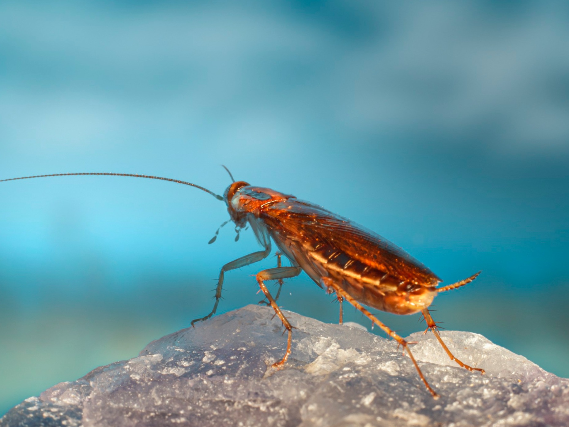 Now get rid of cockroaches in a pinch!