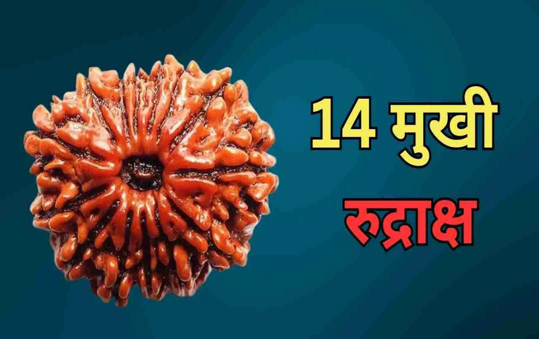 After all, why is 14 Mukhi Rudraksha Devamani or Mahashni called? Learn for whom the blessing is and for whom the curse is