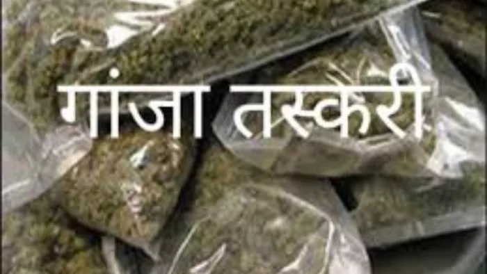 227 kg Cannabis repaired from tea leaf holder, arrested two accused of Madhya Pradesh; Smuggling would be done in Buxar – Dri grabs more than 2 Quintal Ganja in Muzaffarpur