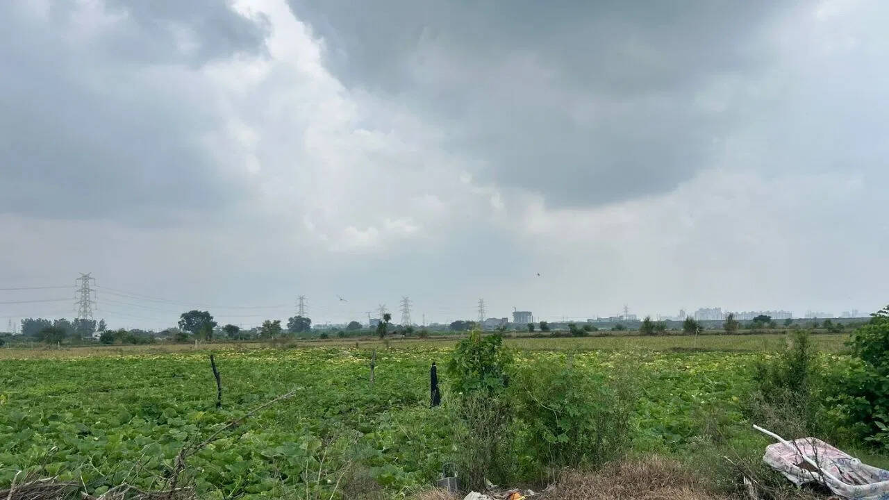 Stocks in Mandis Low, Green Vegetable Prices have risen … In Delhi-NCR, Yamuna tried ‘water’ on farmers’ hard work