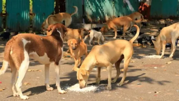 Bengal: Poison given to eight dogs to avenge the hen’s death, three deaths – eight dogs west in western bengal three died