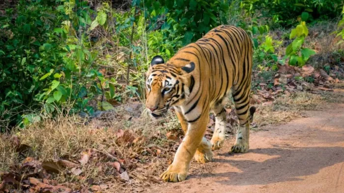 MP -News: 5500 crore to be built in Madhya Pradesh Tiger Corridor Highway will connect four Tiger reserves -Tiger Corridor Highway is built in Madhya Pradesh with 5500 Croes