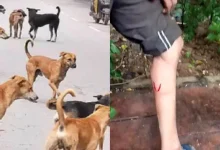 Ghaziabad Dog Attack: Failed to forget the bite of dogs, disappointment among people at the command of supremacy – NCR Ghaziabad Dog Bite Crisis Supreme Court decision disappointed residents of residents of residents