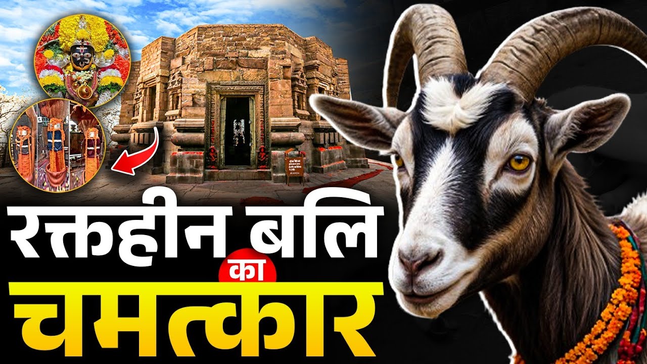 Even after the sacrifice, the goat comes alive, he comes alive as soon as he throws the mantra and throws it