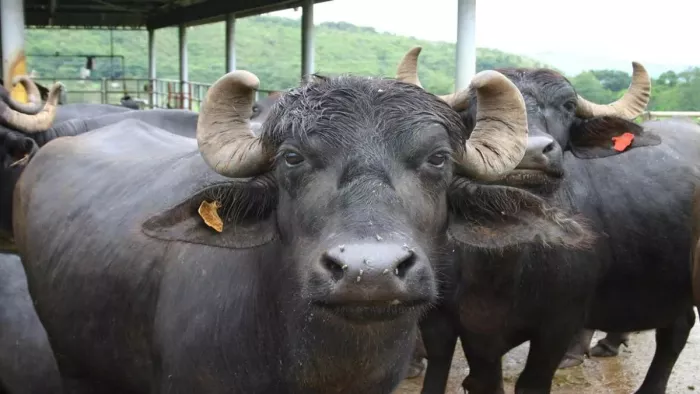 Animal trade in Himachal Pradesh, 16 buffalo seized; The offer would be Saharanpur in UP – animal smuggling 16 buffalo seized in Himachal Pradesh Two