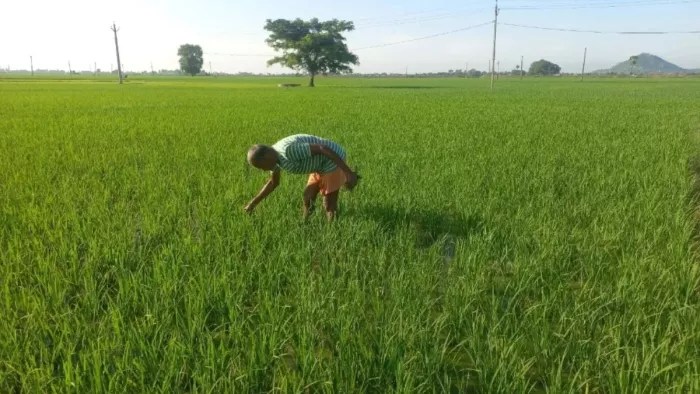 Project Sangam: Changed Happiness in Kalahandi, New Technology of Paddy Increased Yield -Kalahandi Farmers Double Income with Sri Farming under Vedanta Project