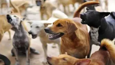 People disappointed with the decision of the Supreme Court on the issue of stray dogs, is now this claim – ncr Dog Shelter Solution High Court decision state Sahibaad residents disappointed