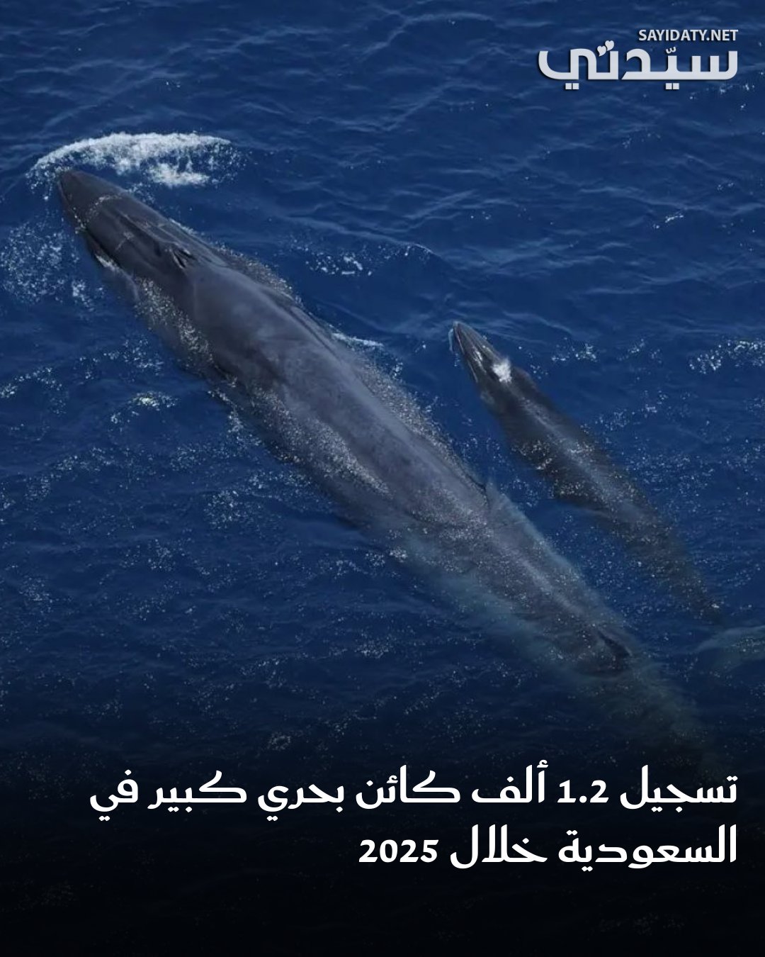 كشف المركز الوطني لتنمية الحياة الفطرية عن تسجيل أعداد قياسية للطيور البحرية والكائنات البحرية…