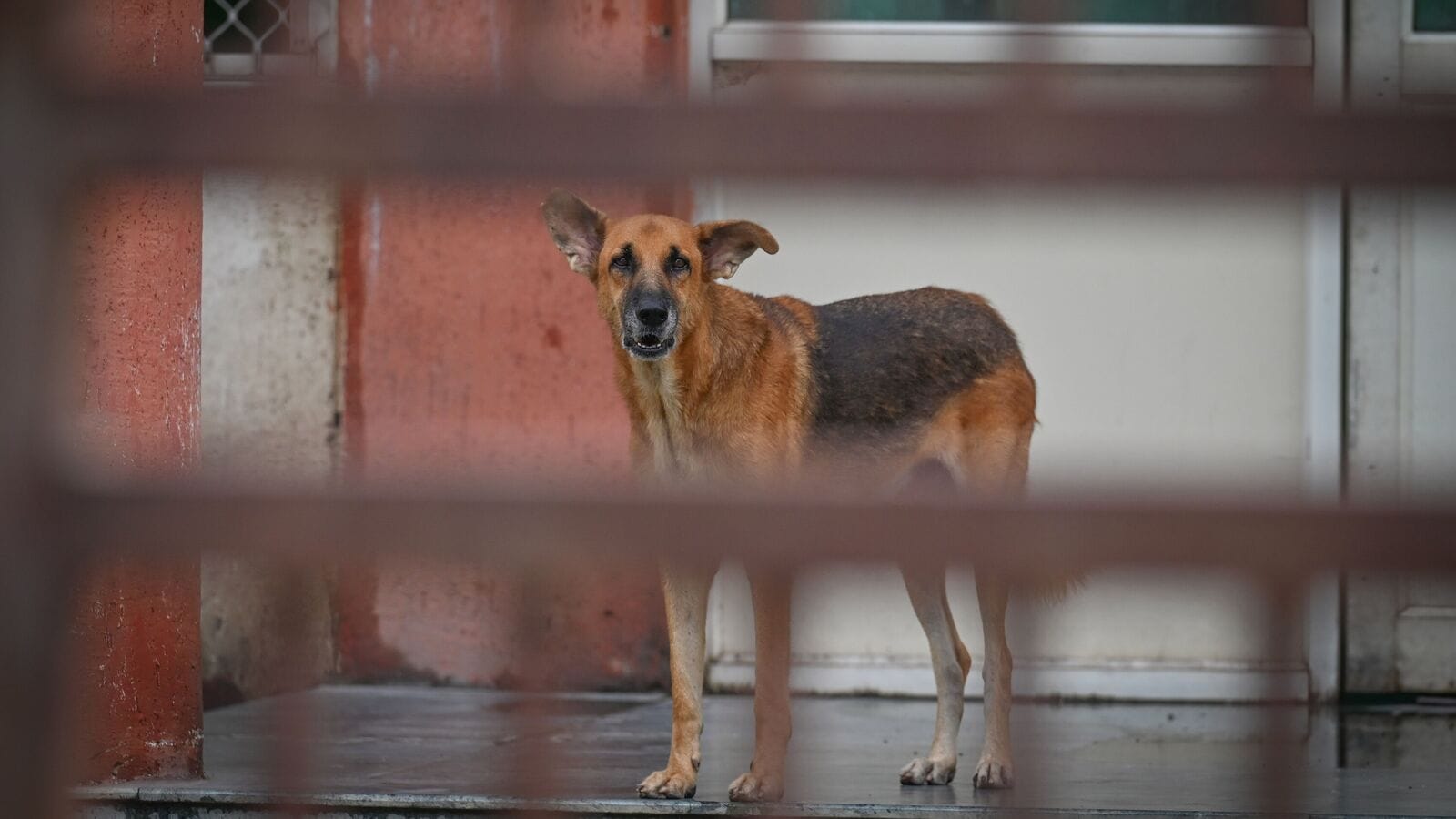 Between love and fear: India’s stray dogs -dilemma