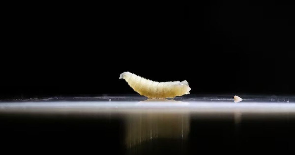 After you have incorporated his first human injury to America. What is the spiralworm?