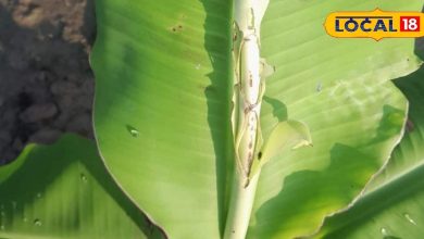 All pests will run away from the banana crop, just miss out on this domestic equal