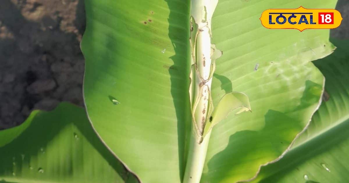All pests will run away from the banana crop, just miss out on this domestic equal