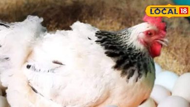 If you want to bring a chicken of this breed, one egg is sold to 100 rupees, cock also strong, very expensive