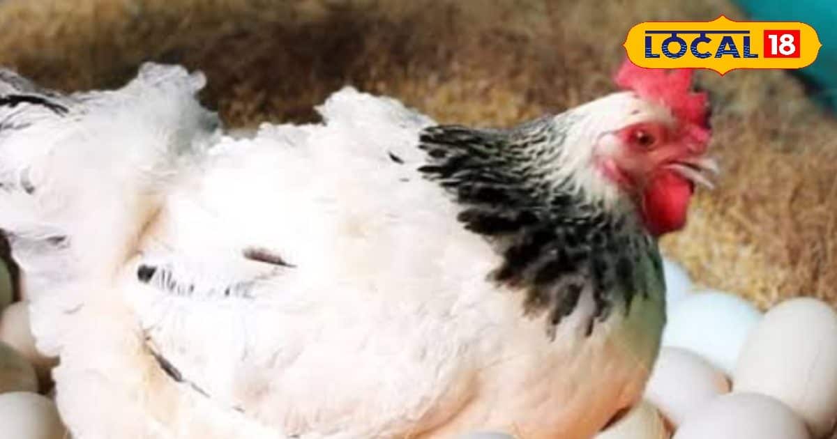 If you want to bring a chicken of this breed, one egg is sold to 100 rupees, cock also strong, very expensive