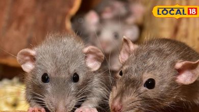 From kitchen to bedroom! Frightened for mice everywhere visible, do these drugs while sleeping at night, will be endured in the morning