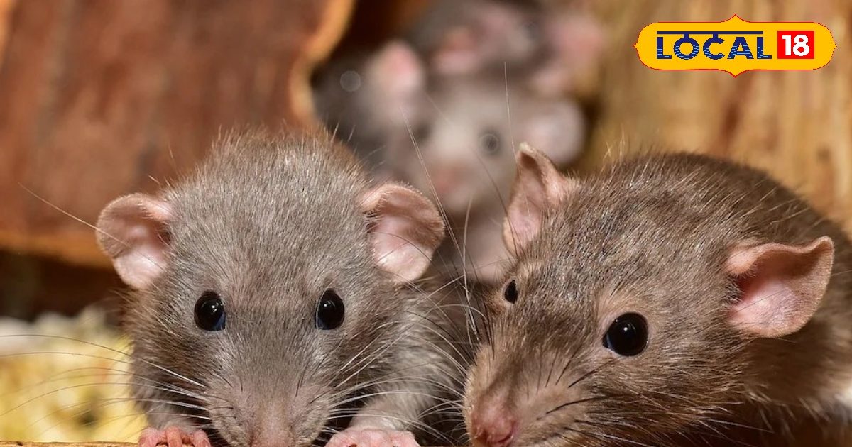 From kitchen to bedroom! Frightened for mice everywhere visible, do these drugs while sleeping at night, will be endured in the morning