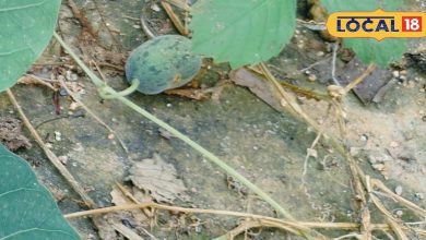 Only during the rainy season do you get these wild fruits, find and eat from anywhere, miracles in gas business, a strong store!