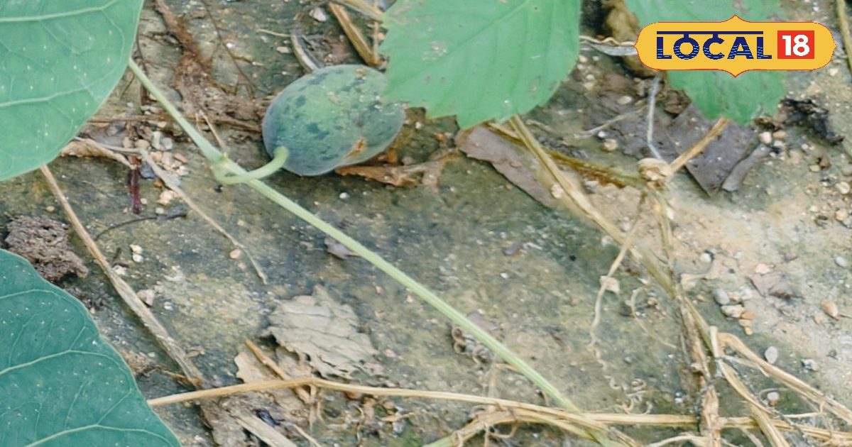 Only during the rainy season do you get these wild fruits, find and eat from anywhere, miracles in gas business, a strong store!