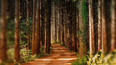 The most mysterious forest in the world, where people are also trees and embrace each other