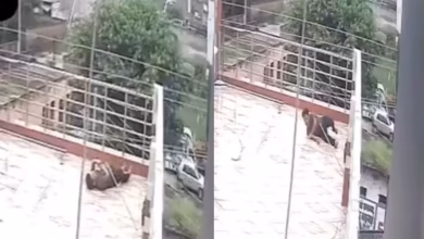 The young man got a shock of 11000V in the monkey’s case! Then this incredible miracle saw the whole incident in viral footage