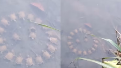 Turtle’s round table conference within the lake, this viral video has blown up people of people