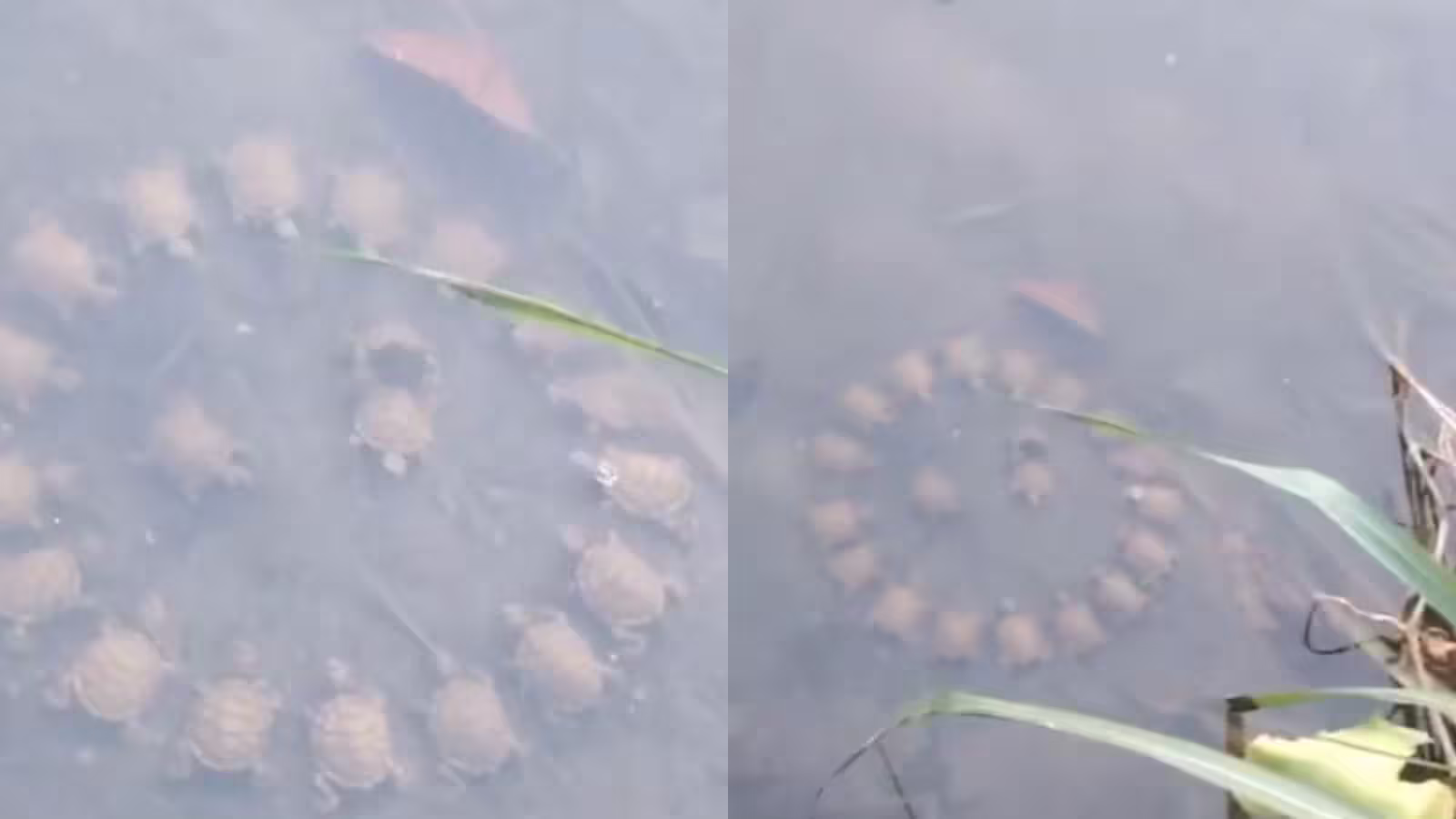 Turtle’s round table conference within the lake, this viral video has blown up people of people