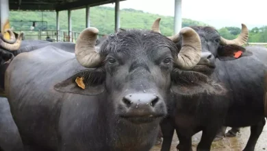 Now blood banks will be made for animals, national guidelines released for the first time; Know why it was necessary – national guidelines for animal blood transfusion and blood banks in India
