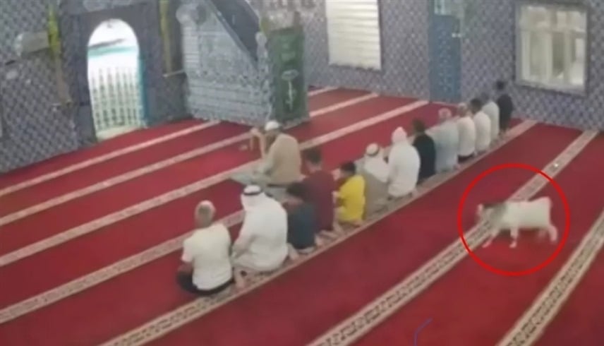 تركيا.. ماعز صغيرة تقتحم مسجداً أثناء الصلاة وتثير موجة تفاعل