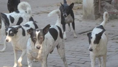 New process of sterilization and health examination -Up of stray dogs -implements