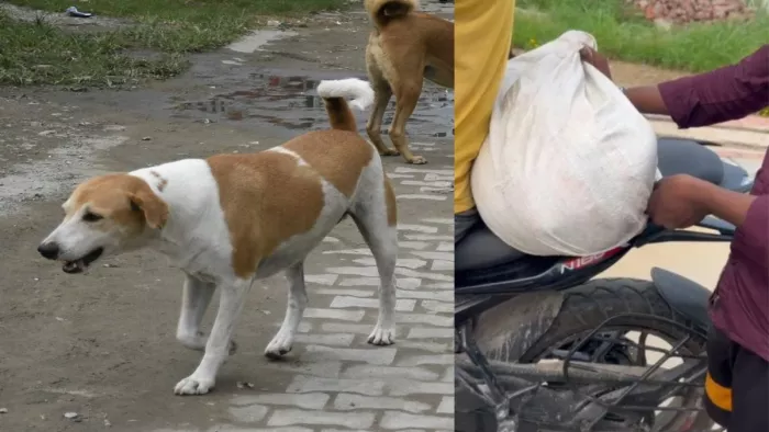 After beating the dogs, the shelters were filled with bags, the people who went to the videomerity videos – after beating the dogs to death, they filled them in bags and walked away from the shocked video.