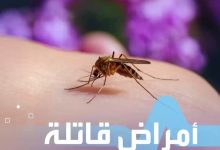 لدغات البعوض ليست مجرد حكة.. بل تهدد حياتك! صحة _صحة