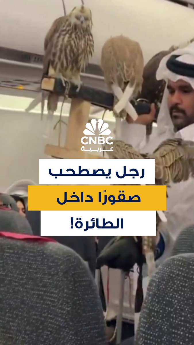 دهشة على متن الطائرة: رجل يصطحب صقورًا معه