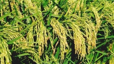The risk of dwarfing in Haryana is the issue so serious that the meeting reached the meeting – there is a danger to dwarfism in Padie plants in Haryana. The issue is so serial that it responded the association