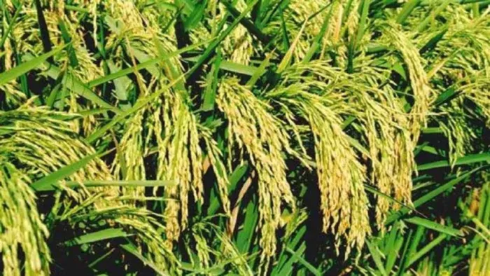 The risk of dwarfing in Haryana is the issue so serious that the meeting reached the meeting – there is a danger to dwarfism in Padie plants in Haryana. The issue is so serial that it responded the association