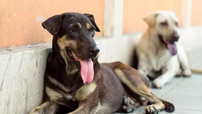 How can you avoid the terror of stray dogs? People emphasized these measures -NCR Dogs Needing Points in Ghaziabad safety issues and shelter requirements
