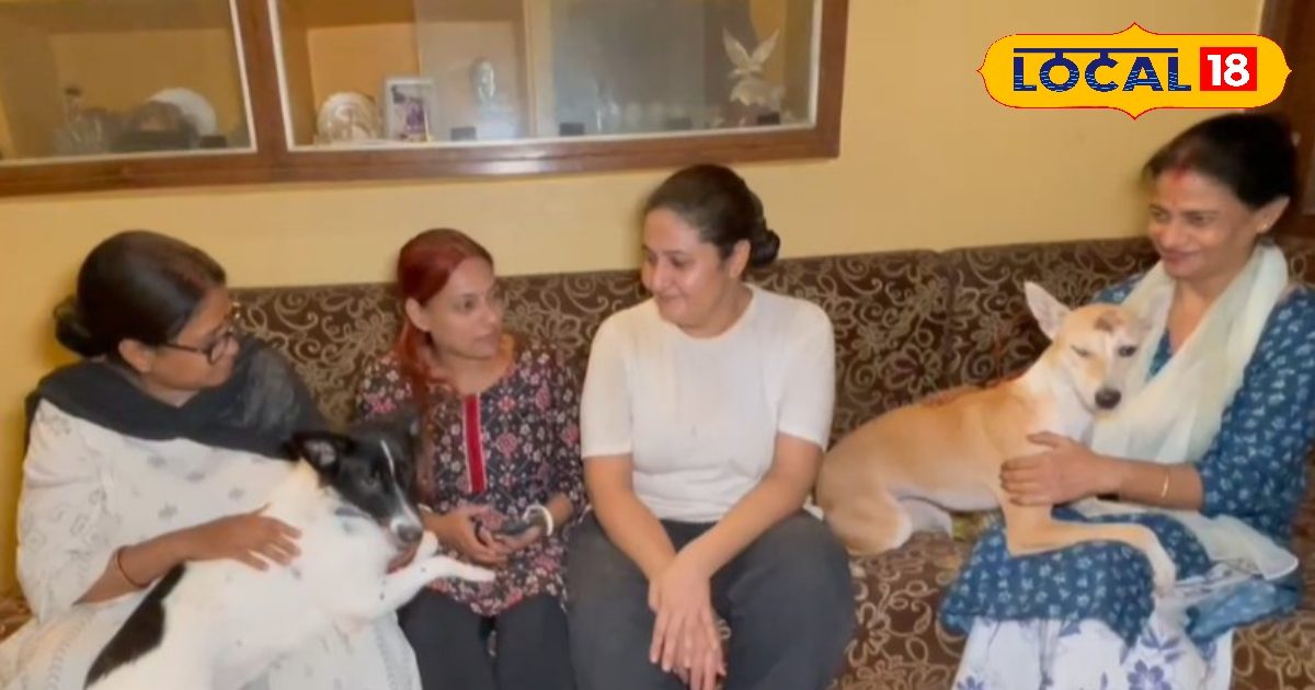 Pet Dogs News: Dog is held in the house then do this work immediately, otherwise you can take the last date