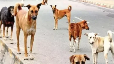 Street dogs: Street dogs are dangerous, dog starlization and vaccination work were dull – Ranchi Dog Bite Crisis rising cases and concerns about rabies