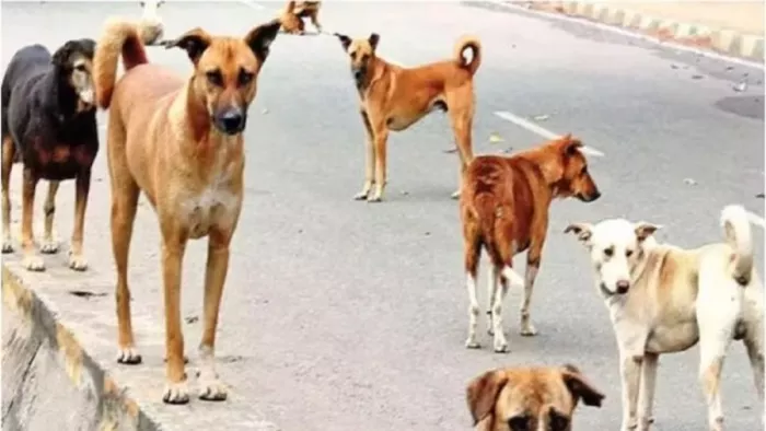 Street dogs: Street dogs are dangerous, dog starlization and vaccination work were dull – Ranchi Dog Bite Crisis rising cases and concerns about rabies