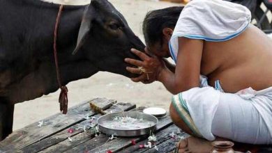 The ‘sacred’ status of the cow, the Punjab High Court and Haryana rejected the bail pleader in the Slaughter case with reference to the social system