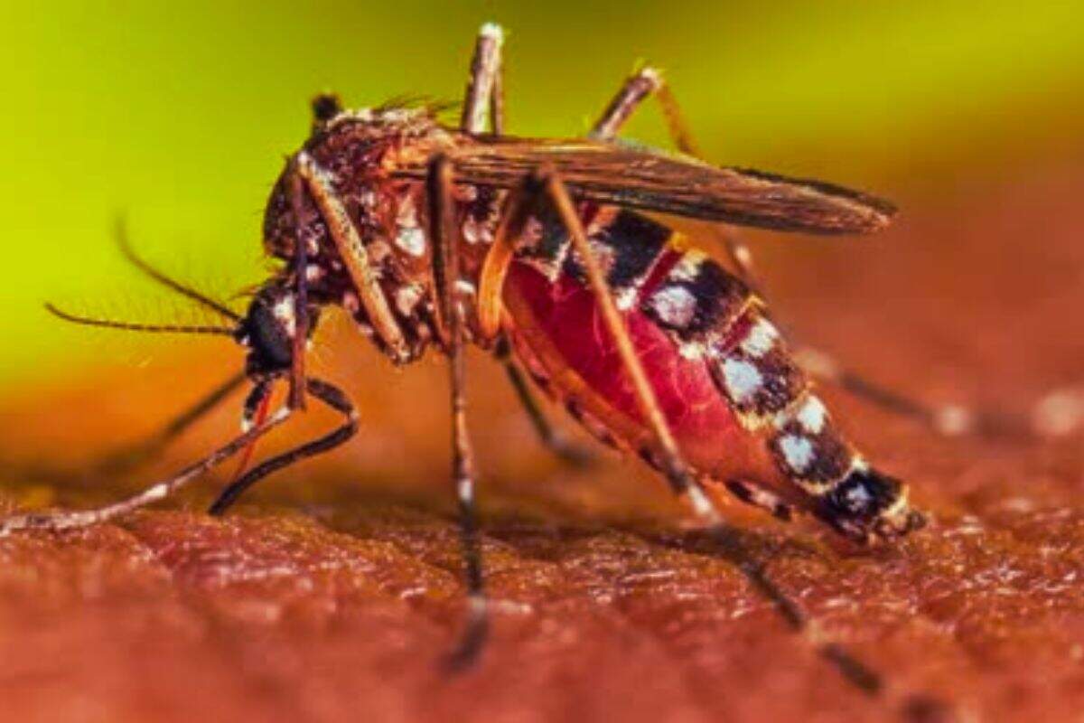 Dengue risk increased in Patna, 12 new patients found, the number of mosquitoes in school colleges is the reason for concern