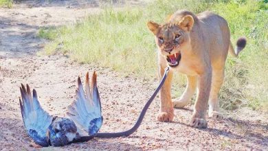 A terrible clash between lioness, eagle and snake in the woods, see this dangerous video of war in the forest here
