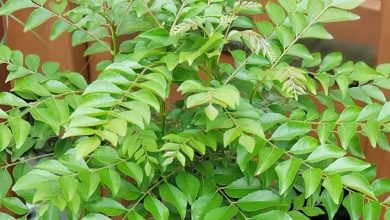 Together with taste, health is also the secret of curry leaves!