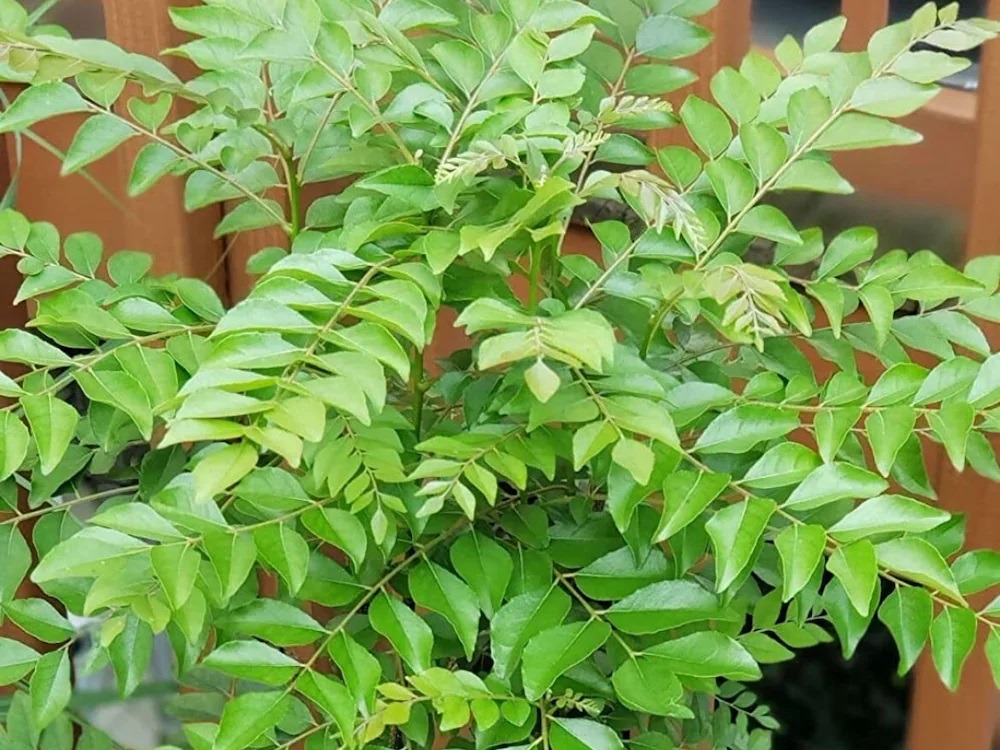 Together with taste, health is also the secret of curry leaves!