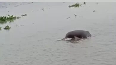 Varanasi flood: The danger of floods has increased in Varanasi, the Ganges River crossed the warning mark; Water log in low -lying areas -Varanasi -flood warning ganga -river cross warning level flood threat