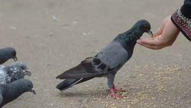 Affects human health pigeons? Committee Compiled for Studies in Maharashtra – Committee has been compiled to study the impact of pigeons on human health in Maharashtra