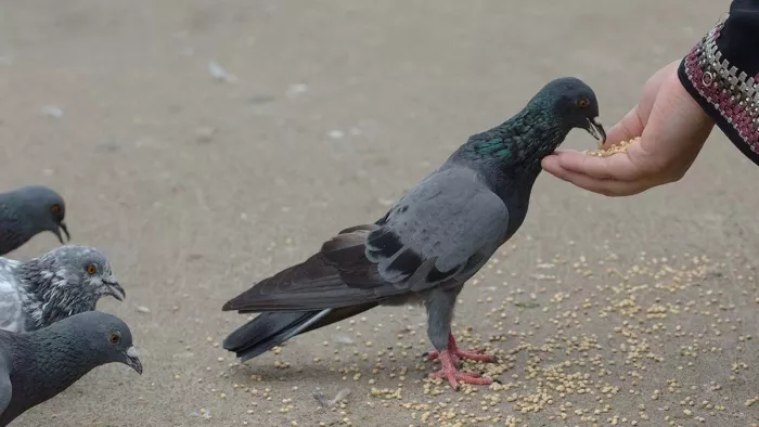 Affects human health pigeons? Committee Compiled for Studies in Maharashtra – Committee has been compiled to study the impact of pigeons on human health in Maharashtra