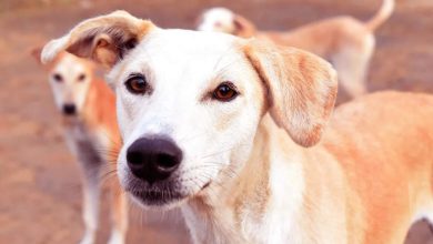 The rented men beat dogs, took them into bags, welfare groups accused of many deaths