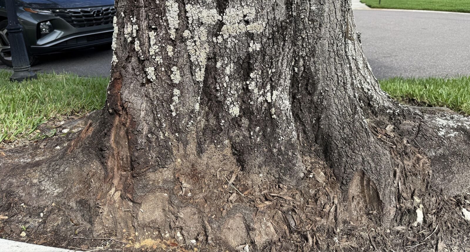 Optical Illusion: Reddit’s ‘Find the Sniper’ Challenge stumps viewers – can you see 2 lizards hiding in the sight?