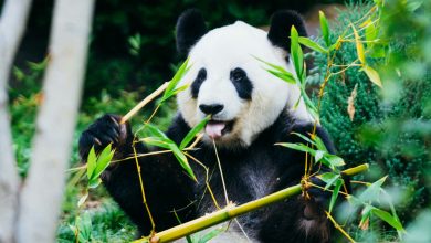 These are the ten largest zoos in India!