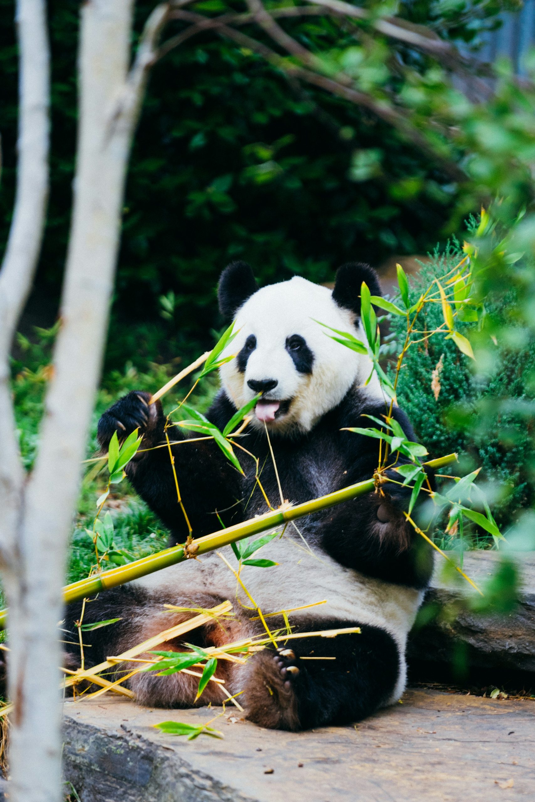 These are the ten largest zoos in India!